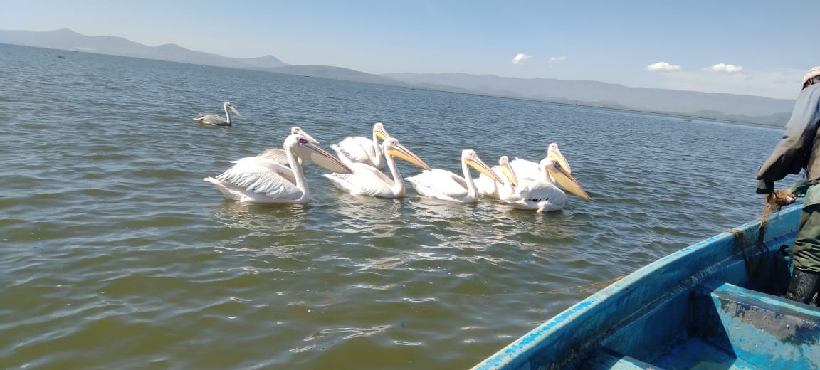 Bird watching on Lake Naivasha - fish eagles and wildlife