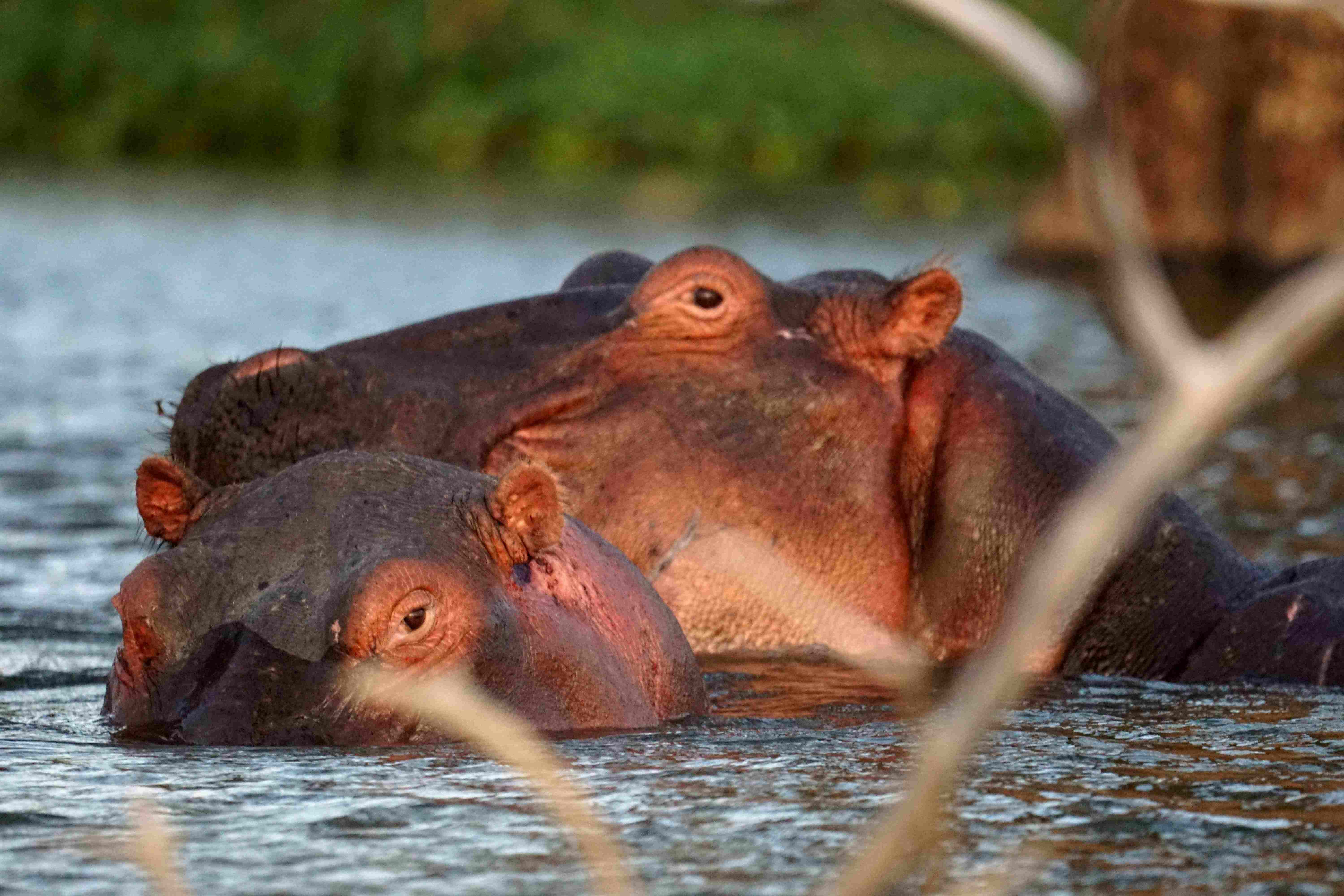 Hippos in Lake Naivasha - hippo watching safari experience